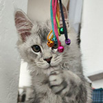 Maine Coon kitten Ramir StarPaws, color ns 25, litter R1, 15.06.2025