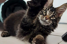 Maine Coon kitten Rapid StarPaws, color n 22, litter R1, 15.06.2025
