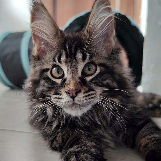 Maine Coon kitten Rapid StarPaws, color n 22, litter R1, 15.06.2025