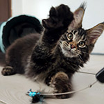 Maine Coon kitten Rapid StarPaws, color n 22, litter R1, 15.06.2025