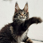 Maine Coon kitten Rapid StarPaws, color n 22, litter R1, 15.06.2025