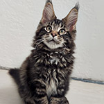 Maine Coon kitten Rapid StarPaws, color n 22, litter R1, 15.06.2025