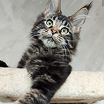 Maine Coon kitten Rapid StarPaws, color n 22, litter R1, 15.06.2025