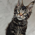 Maine Coon kitten Rapid StarPaws, color n 22, litter R1, 15.06.2025