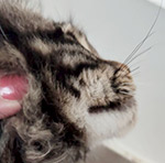 Maine Coon kitten Rapid StarPaws, color n 22, litter R1, 15.06.2025