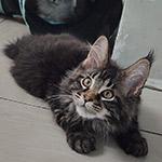 Maine Coon kitten Rapid StarPaws, color n 22, litter R1, 15.06.2025