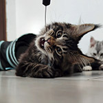 Maine Coon kitten Rapid StarPaws, color n 22, litter R1, 15.06.2025