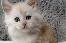 Maine Coon kitten Taifun StarPaws, color ds, litter T, 03.11.2021