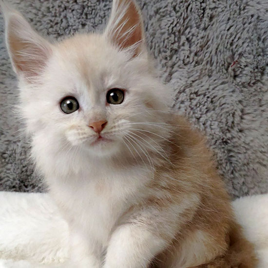 Maine Coon kitten Taifun StarPaws, color ds, litter T, 03.11.2021