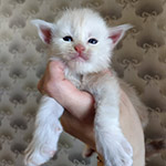 Maine Coon kitten Taifun StarPaws, color ds, litter T, 03.11.2021