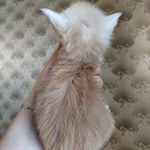 Maine Coon kitten Taifun StarPaws, color ds, litter T, 03.11.2021