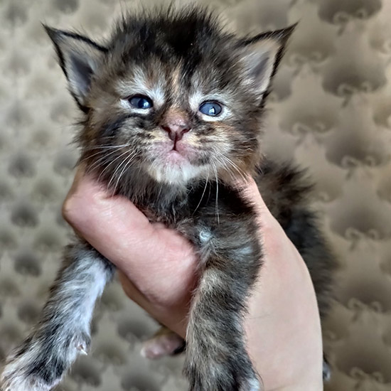 Maine Coon kitten Taiga StarPaws, color fs 22, litter T, 03.11.2021