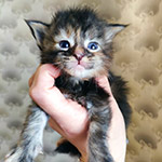 Maine Coon kitten Taiga StarPaws, color fs 22, litter T, 03.11.2021