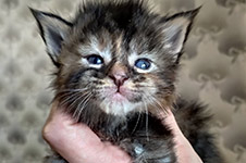 Maine Coon kitten Taiga StarPaws, color fs 22, litter T, 03.11.2021