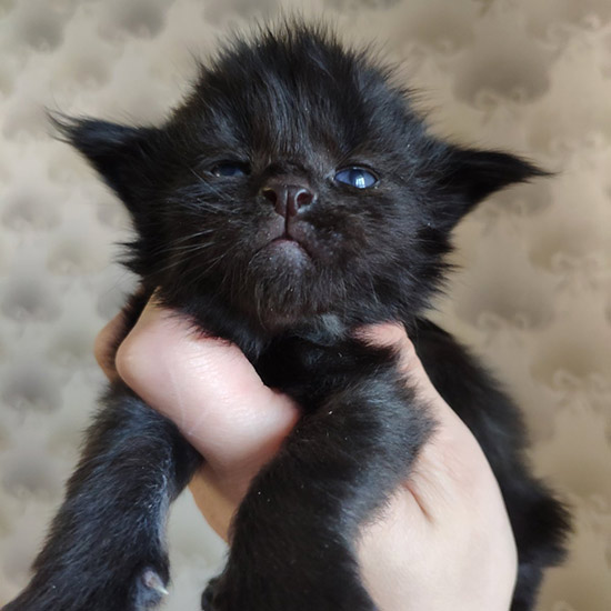 Maine Coon kitten Talisman StarPaws, color n, litter T, 03.11.2021