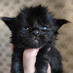 Maine Coon kitten Talisman StarPaws, color n, litter T, 03.11.2021