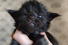 Maine Coon kitten Talisman StarPaws, color n, litter T, 03.11.2021