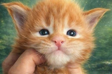 Maine Coon kitten Tiffany StarPaws, color d 22, litter T, 03.11.2021