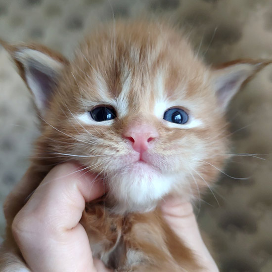 Maine Coon kitten Tiffany StarPaws, color d 22, litter T, 03.11.2021