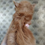 Maine Coon kitten Tiffany StarPaws, color d 22, litter T, 03.11.2021