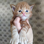 Maine Coon kitten Tiffany StarPaws, color d 22, litter T, 03.11.2021