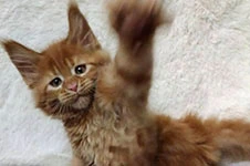 Maine Coon kitten Tisha StarPaws, color fs, litter T, 03.11.2021