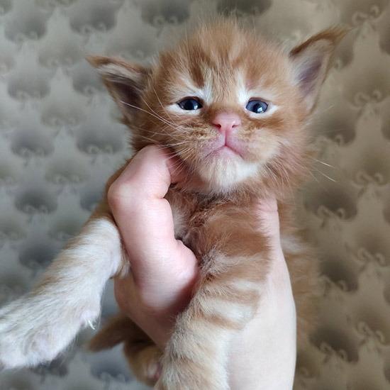 Maine Coon kitten Tisha StarPaws, color fs, litter T, 03.11.2021