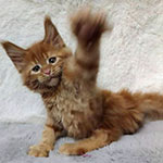 Maine Coon kitten Tisha StarPaws, color fs, litter T, 03.11.2021