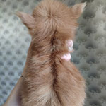 Maine Coon kitten Tisha StarPaws, color fs, litter T, 03.11.2021