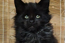 Maine Coon kitten Tomas StarPaws, color n, litter T, 03.11.2021