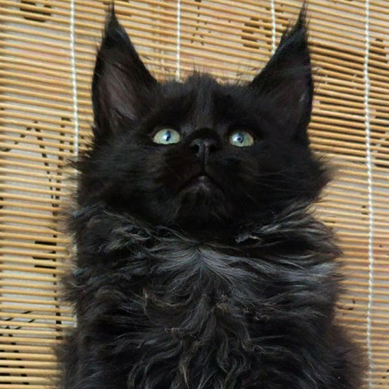 Maine Coon kitten Tomas StarPaws, color n, litter T, 03.11.2021