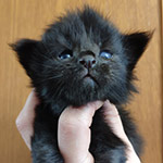 Maine Coon kitten Tomas StarPaws, color n, litter T, 03.11.2021