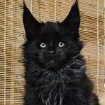 Maine Coon kitten Tomas StarPaws, color n, litter T, 03.11.2021