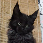Maine coon kitten Tomas video 1