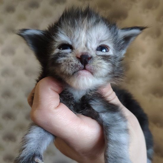 Maine Coon kitten Tourmaline StarPaws, color fs, litter T, 03.11.2021