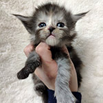 Maine Coon kitten Tourmaline StarPaws, color fs, litter T, 03.11.2021