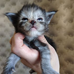 Maine Coon kitten Tourmaline StarPaws, color fs, litter T, 03.11.2021