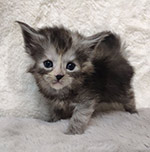 Maine Coon kitten Tourmaline StarPaws, color fs, litter T, 03.11.2021