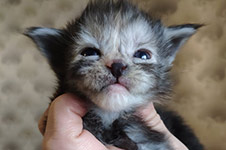 Maine Coon kitten Tourmaline StarPaws, color fs, litter T, 03.11.2021