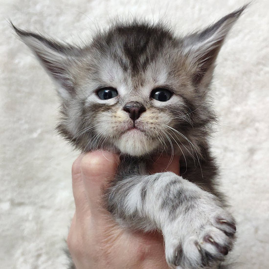 Maine Coon kitten Tuman StarPaws, color ns 22, litter T, 03.11.2021