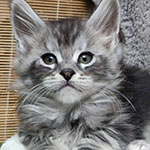 Maine Coon kitten Tuman StarPaws, color ns 22, litter T, 03.11.2021