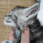 Maine Coon kitten Tuman StarPaws, color ns 22, litter T, 03.11.2021