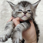 Maine Coon kitten Tuman StarPaws, color ns 22, litter T, 03.11.2021