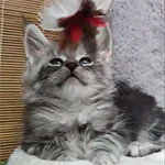 Maine coon kitten Tuman video 1