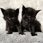 Maine Coon kittens StarPaws, litter T, 03.11.2021