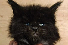 Maine Coon kitten Umbro StarPaws, color ns, litter U, 11.11.2021