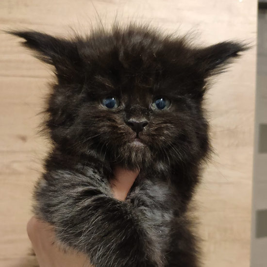 Maine Coon kitten Umbro StarPaws, color ns, litter U, 11.11.2021