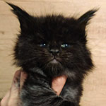 Maine Coon kitten Umbro StarPaws, color ns, litter U, 11.11.2021