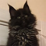 Maine coon kitten Umbro video 1
