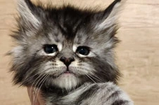Maine Coon kitten Umka StarPaws, color ns 22, litter U, 11.11.2021